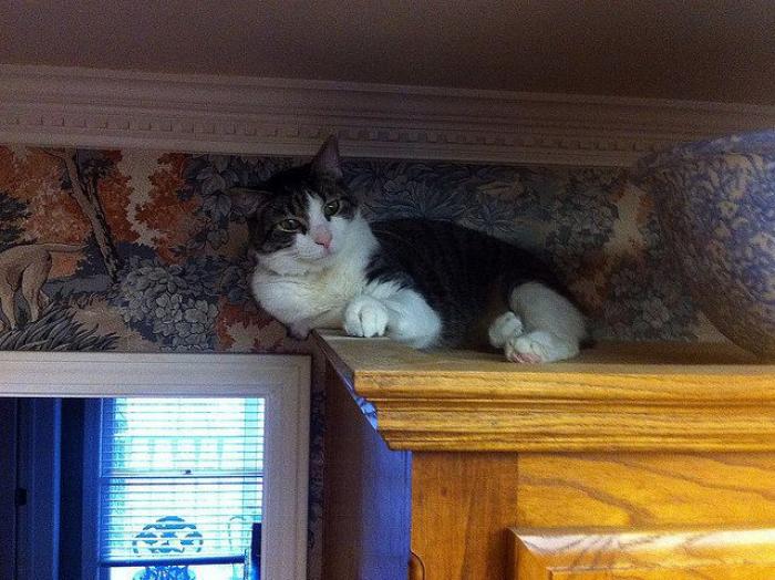 El vídeo del cabrito perdido que se reencuentra con su madre y que ya ha emocionado a miles de personas