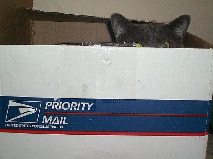 El vídeo del cabrito perdido que se reencuentra con su madre y que ya ha emocionado a miles de personas