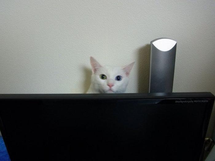 El vídeo del cabrito perdido que se reencuentra con su madre y que ya ha emocionado a miles de personas