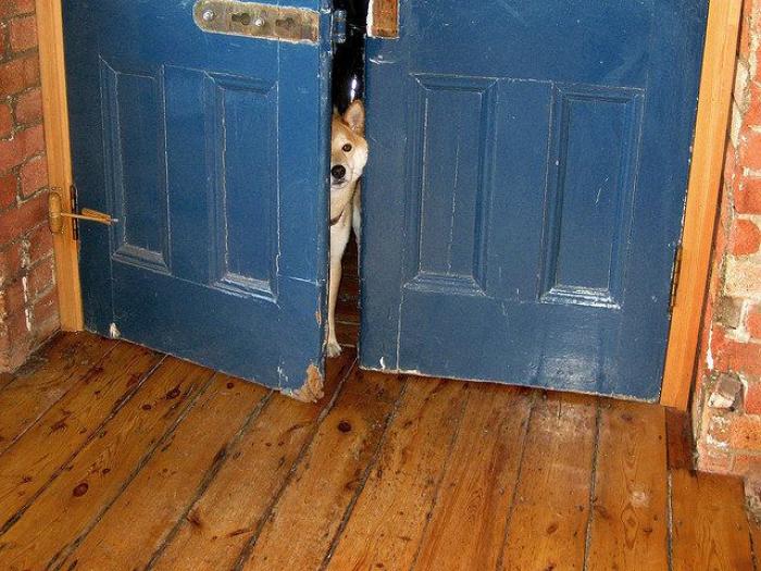 El vídeo del cabrito perdido que se reencuentra con su madre y que ya ha emocionado a miles de personas