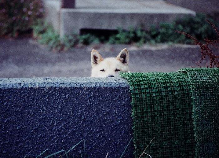 El vídeo del cabrito perdido que se reencuentra con su madre y que ya ha emocionado a miles de personas