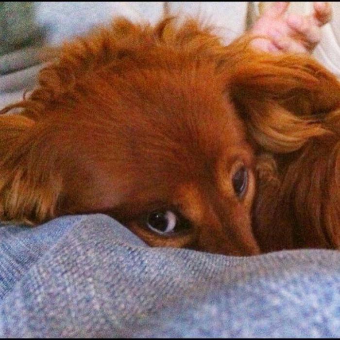 El vídeo del cabrito perdido que se reencuentra con su madre y que ya ha emocionado a miles de personas