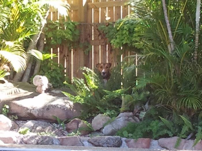 El vídeo del cabrito perdido que se reencuentra con su madre y que ya ha emocionado a miles de personas
