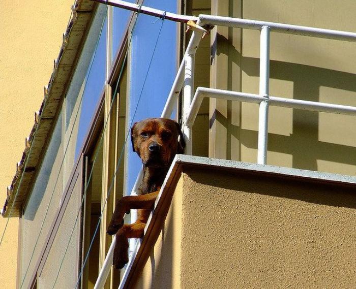 El vídeo del cabrito perdido que se reencuentra con su madre y que ya ha emocionado a miles de personas