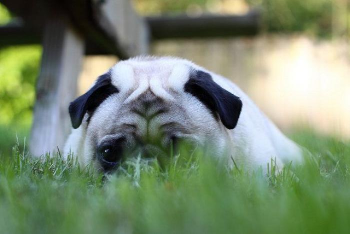 El vídeo del cabrito perdido que se reencuentra con su madre y que ya ha emocionado a miles de personas