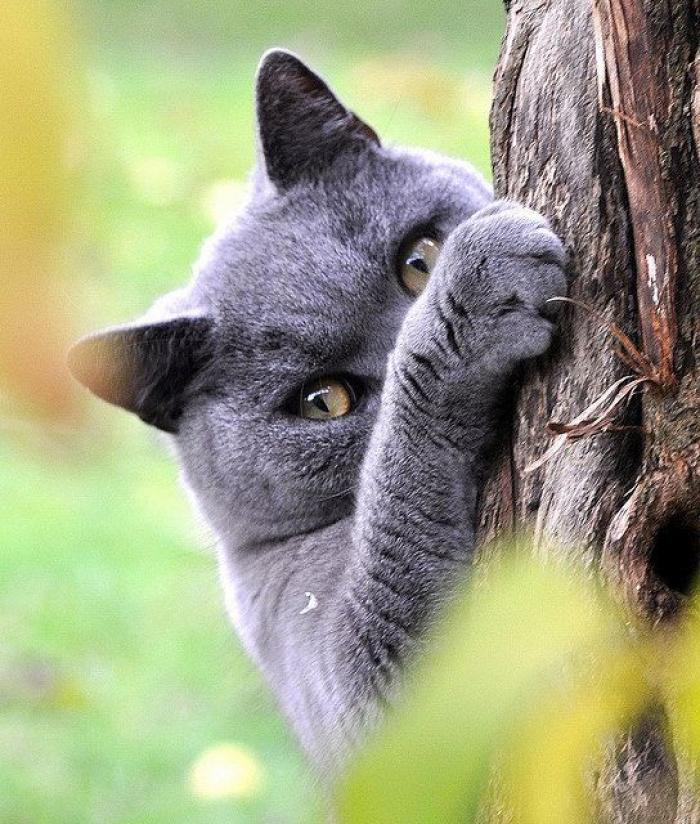 El vídeo del cabrito perdido que se reencuentra con su madre y que ya ha emocionado a miles de personas