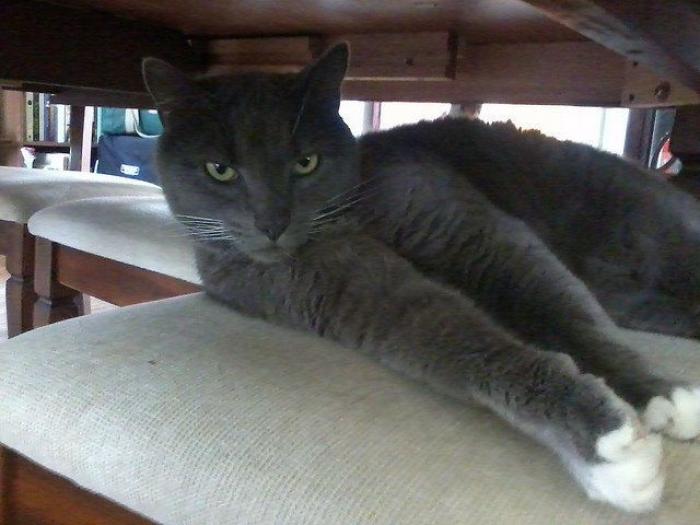 El vídeo del cabrito perdido que se reencuentra con su madre y que ya ha emocionado a miles de personas