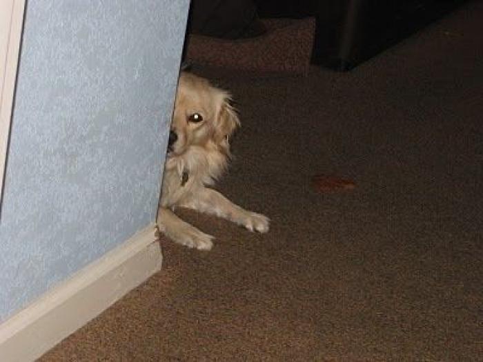 El vídeo del cabrito perdido que se reencuentra con su madre y que ya ha emocionado a miles de personas