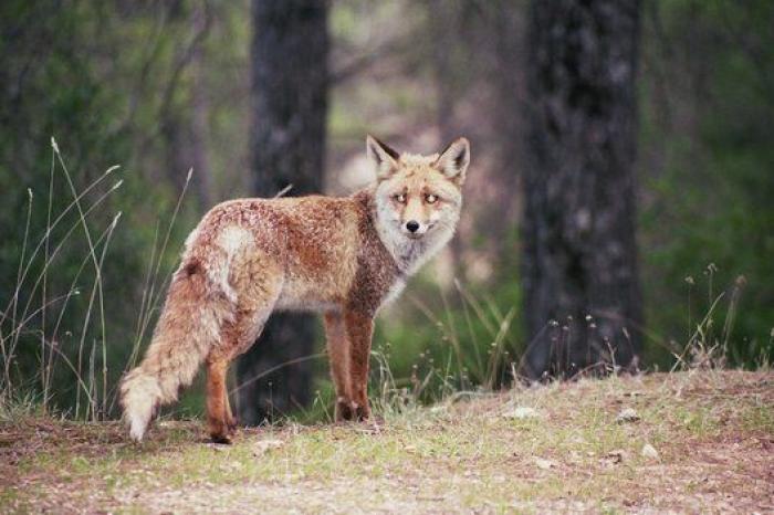Un diputado del PP de Andalucía sube a la tribuna y le lanza este aviso a Macarena Olona