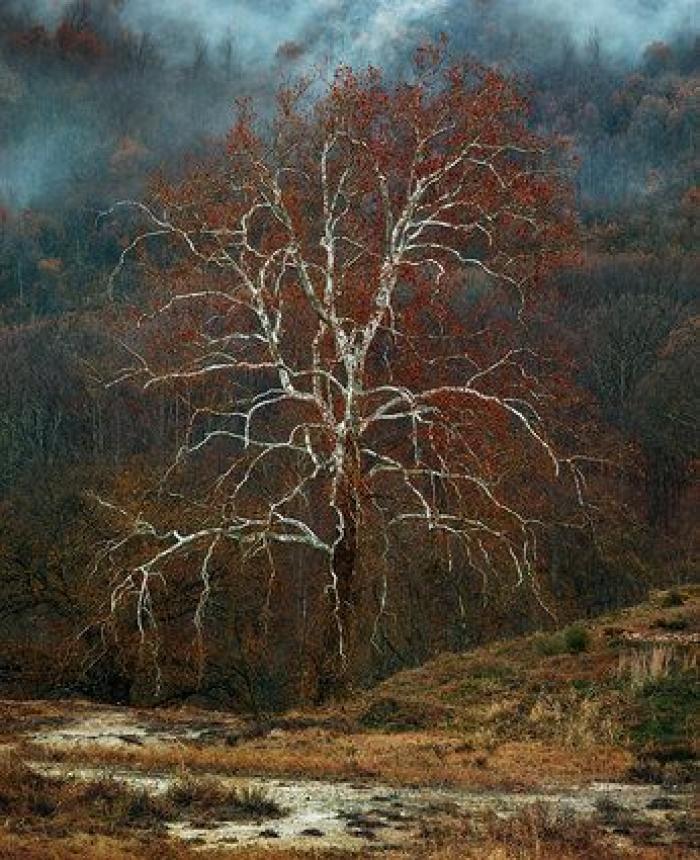 Animales como nunca había visto (FOTOS)