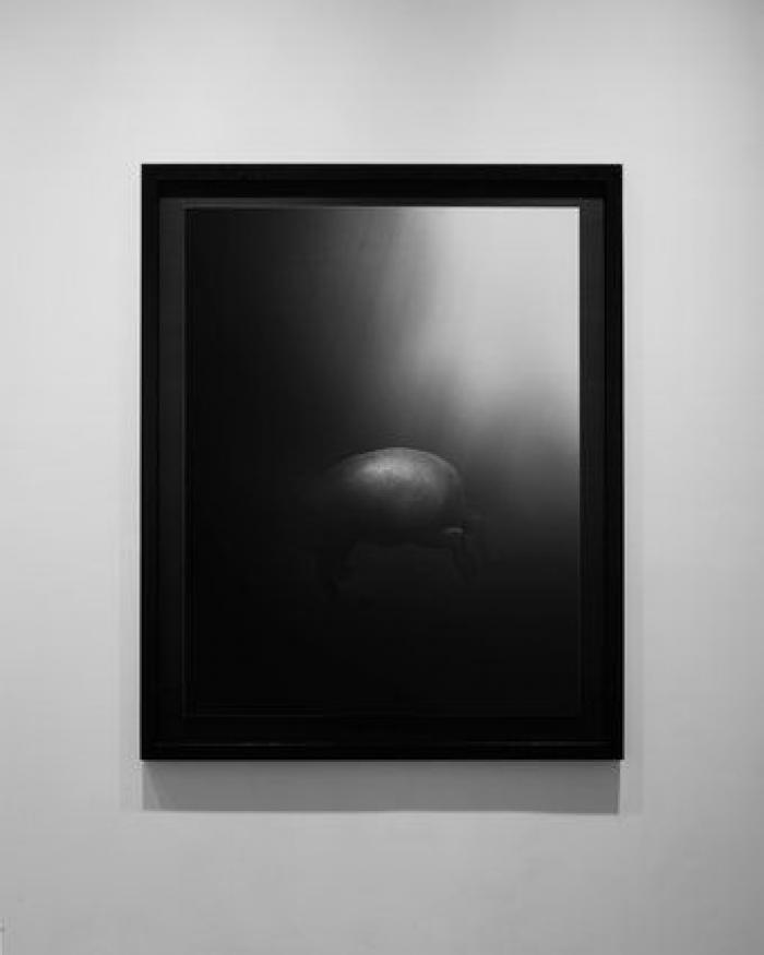 Animales como nunca había visto (FOTOS)