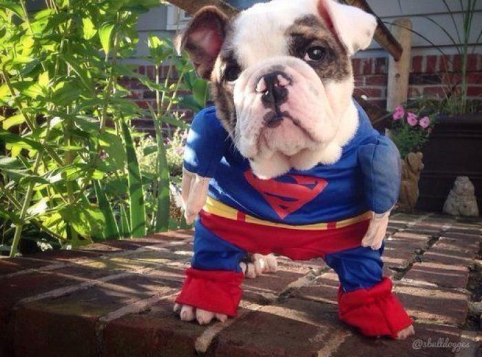 25 formas de disfrazar a tu mascota en Halloween (FOTOS)