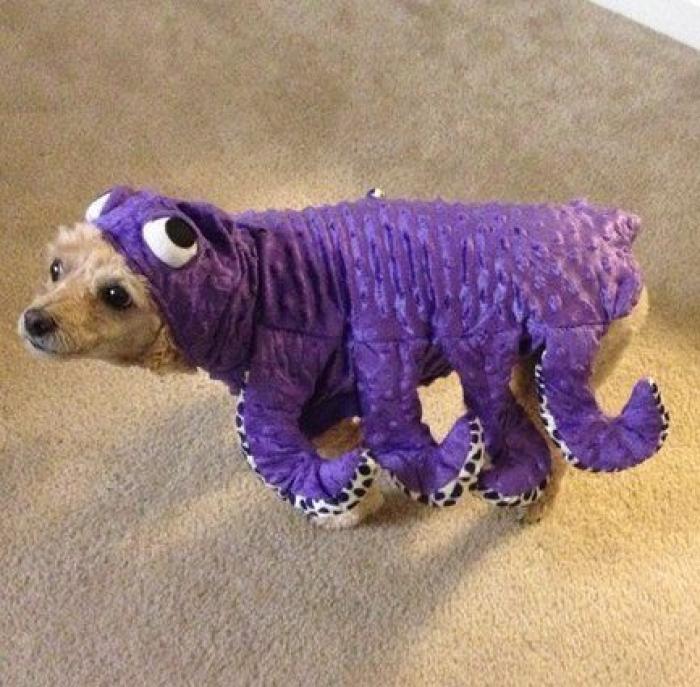 25 formas de disfrazar a tu mascota en Halloween (FOTOS)