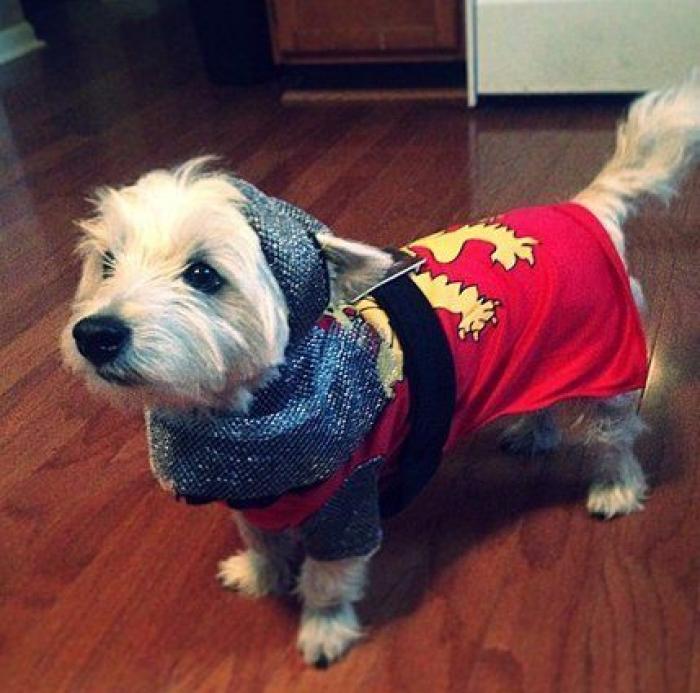 25 formas de disfrazar a tu mascota en Halloween (FOTOS)