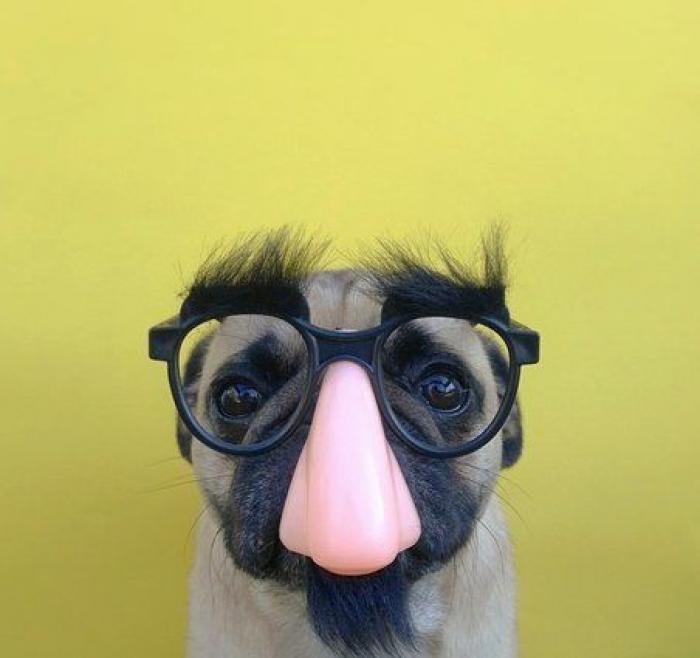 25 formas de disfrazar a tu mascota en Halloween (FOTOS)