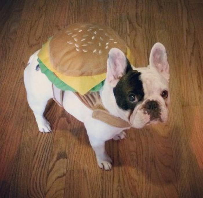 25 formas de disfrazar a tu mascota en Halloween (FOTOS)