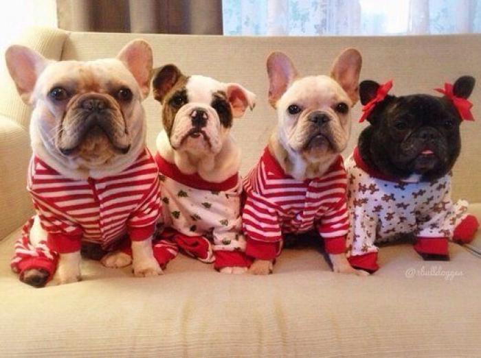 25 formas de disfrazar a tu mascota en Halloween (FOTOS)