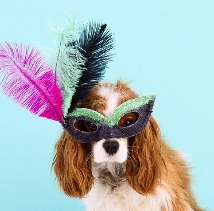 25 formas de disfrazar a tu mascota en Halloween (FOTOS)