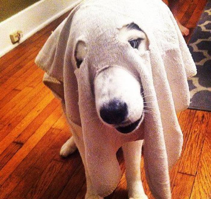 25 formas de disfrazar a tu mascota en Halloween (FOTOS)