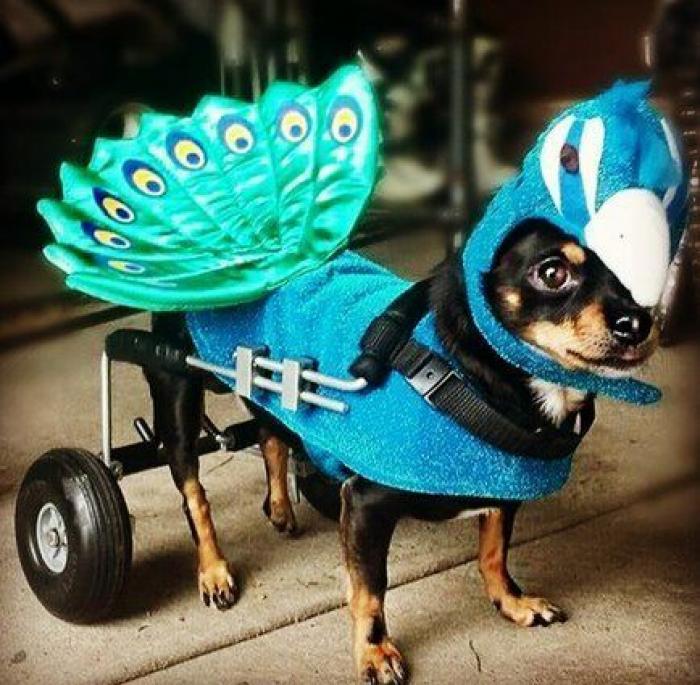 25 formas de disfrazar a tu mascota en Halloween (FOTOS)