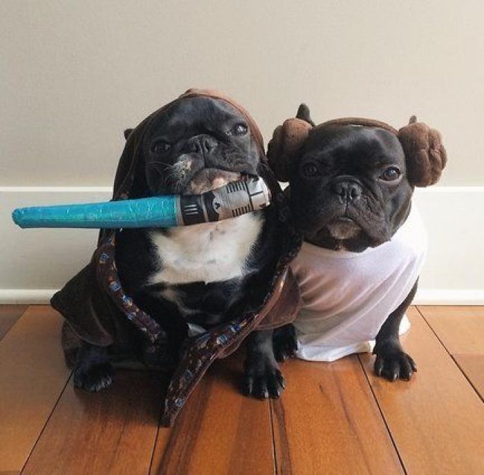 25 formas de disfrazar a tu mascota en Halloween (FOTOS)