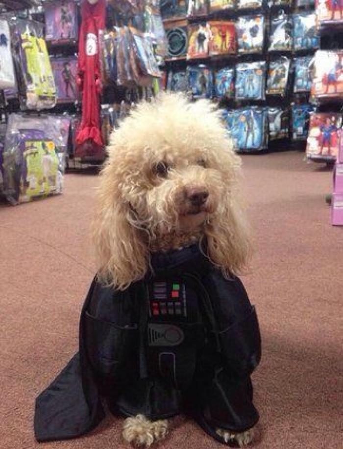 25 formas de disfrazar a tu mascota en Halloween (FOTOS)