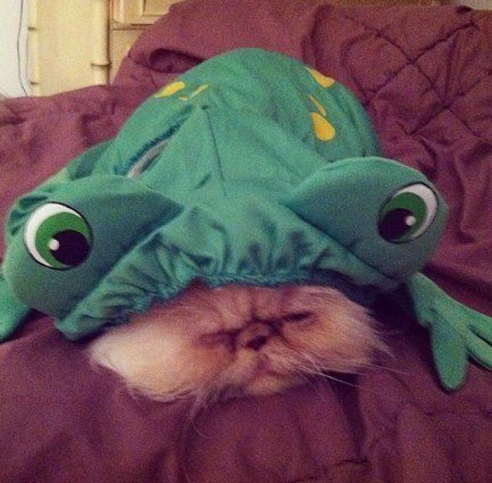 25 formas de disfrazar a tu mascota en Halloween (FOTOS)