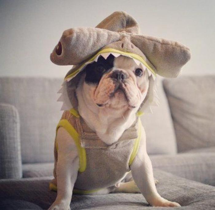 25 formas de disfrazar a tu mascota en Halloween (FOTOS)