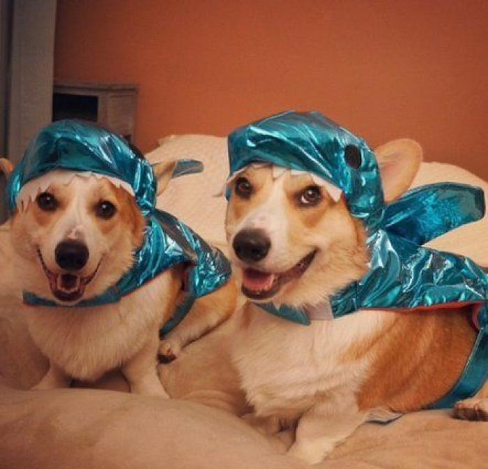 25 formas de disfrazar a tu mascota en Halloween (FOTOS)