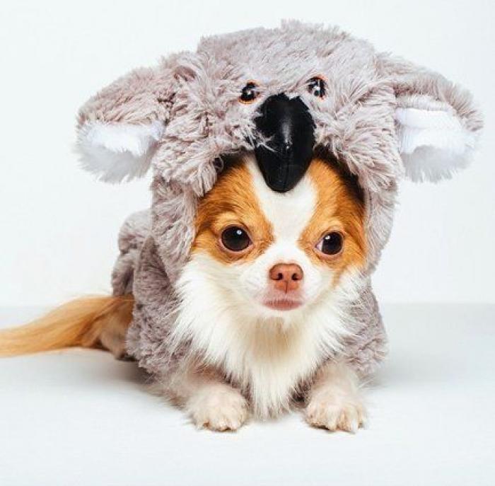 25 formas de disfrazar a tu mascota en Halloween (FOTOS)