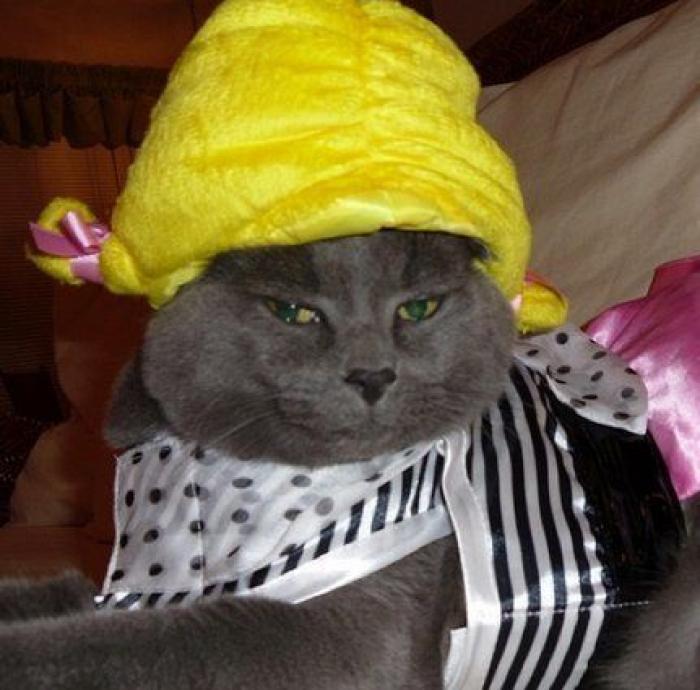 25 formas de disfrazar a tu mascota en Halloween (FOTOS)