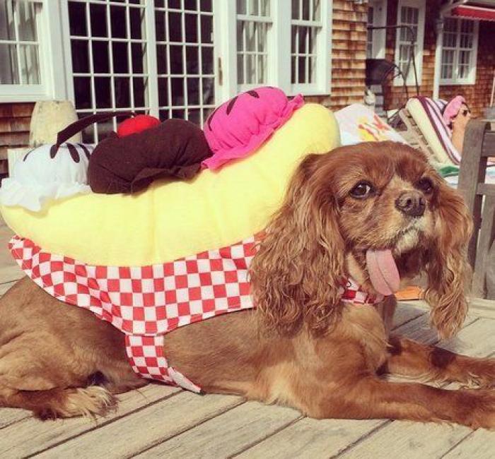 25 formas de disfrazar a tu mascota en Halloween (FOTOS)