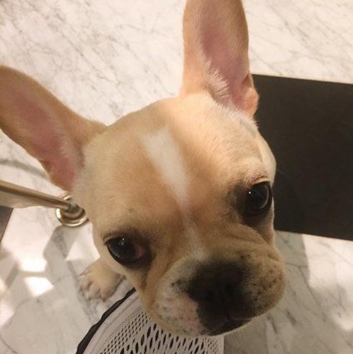 Excalibur, el perro de la auxiliar contagiada con ébola, sacrificado