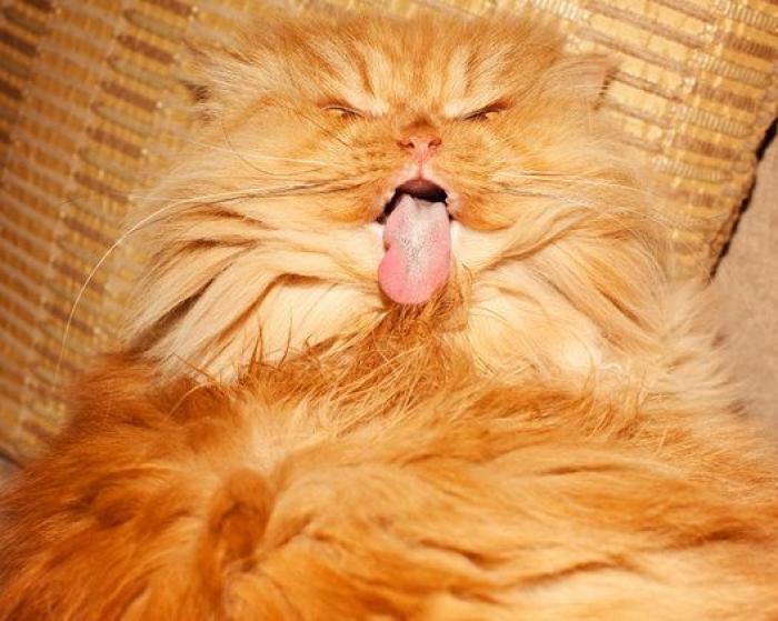 Este es Garfi, el gato más enfadado del mundo (FOTOS)