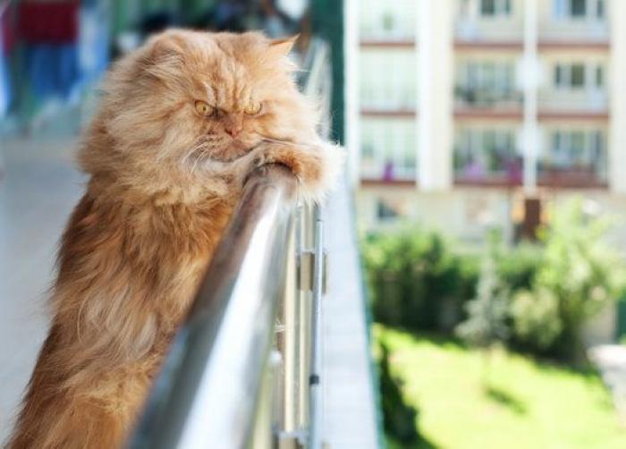 Este es Garfi, el gato más enfadado del mundo (FOTOS)