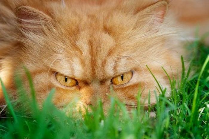 Este es Garfi, el gato más enfadado del mundo (FOTOS)
