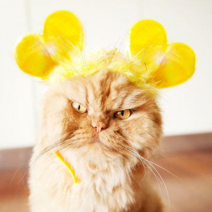 Este es Garfi, el gato más enfadado del mundo (FOTOS)