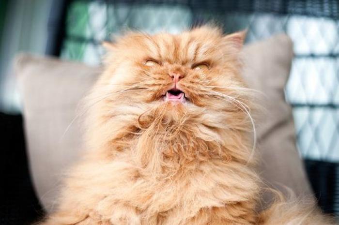 Este es Garfi, el gato más enfadado del mundo (FOTOS)