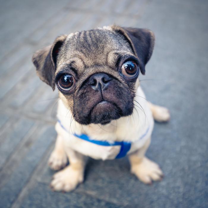 14 razas de perros perfectas para casas con niños