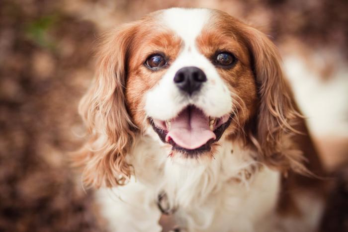 14 razas de perros perfectas para casas con niños