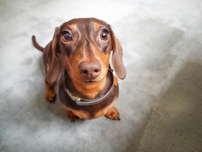 14 razas de perros perfectas para casas con niños