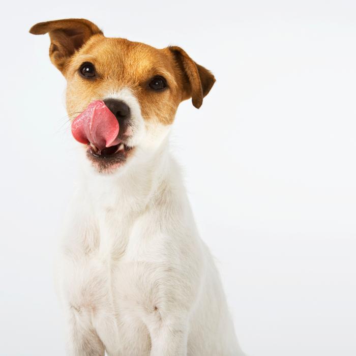 14 razas de perros perfectas para casas con niños