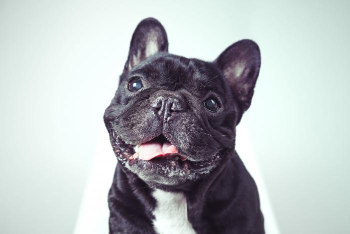 14 razas de perros perfectas para casas con niños