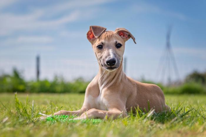 14 razas de perros perfectas para casas con niños