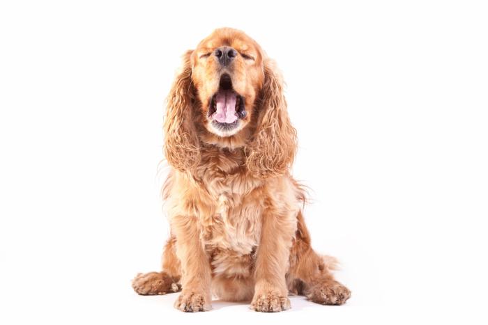 14 razas de perros perfectas para casas con niños