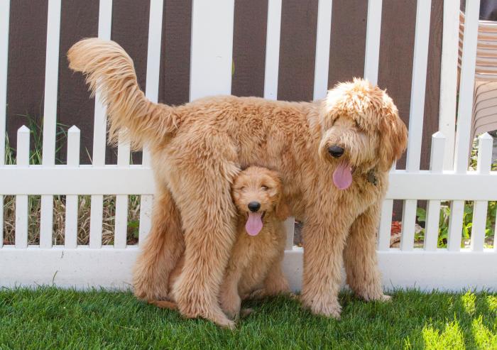 14 razas de perros perfectas para casas con niños