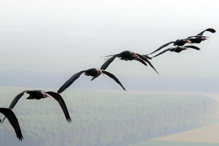¿Cómo actuar si te encuentras un pájaro herido?