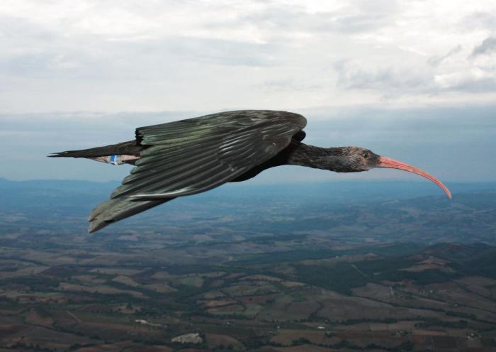 ¿Cómo actuar si te encuentras un pájaro herido?