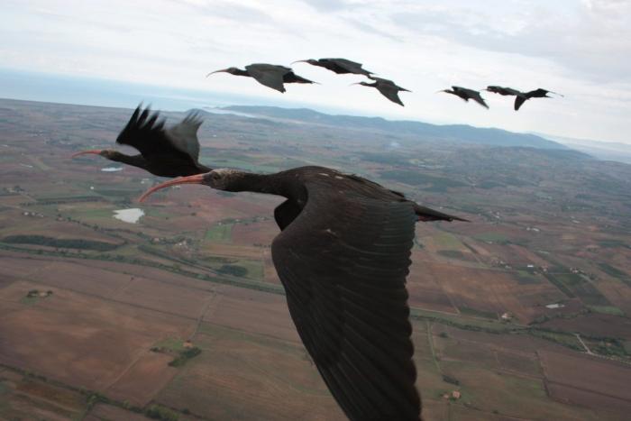 ¿Cómo actuar si te encuentras un pájaro herido?