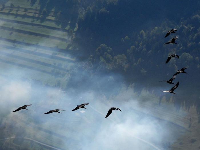 ¿Cómo actuar si te encuentras un pájaro herido?